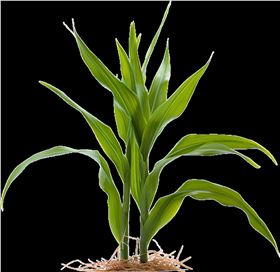 玉米苗.png 玉米苗.png