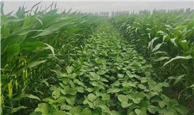 大豆玉米 大豆玉米