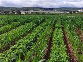 大豆玉米 大豆玉米