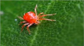 红蜘蛛 红蜘蛛