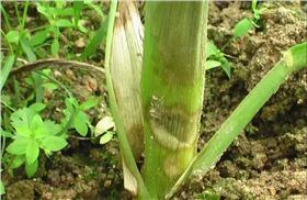 玉米茎基腐病 玉米茎基腐病