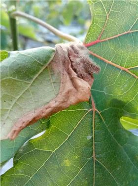 葡萄灰霉病 葡萄灰霉病