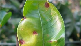 柑橘病害 柑橘病害