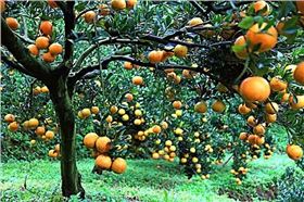 柑橘沙皮病 柑橘沙皮病