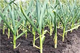 大蒜根腐病 大蒜根腐病