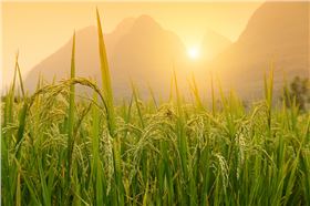 水稻病虫害 水稻病虫害