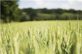 小麦赤霉病 小麦赤霉病