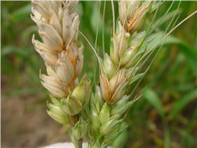 赤霉病.jpg 赤霉病.jpg