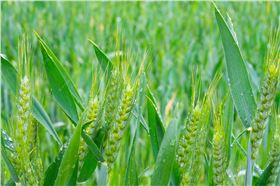 小麦后期.jpg 小麦后期.jpg