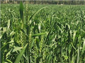 小麦后期1.jpg 小麦后期1.jpg