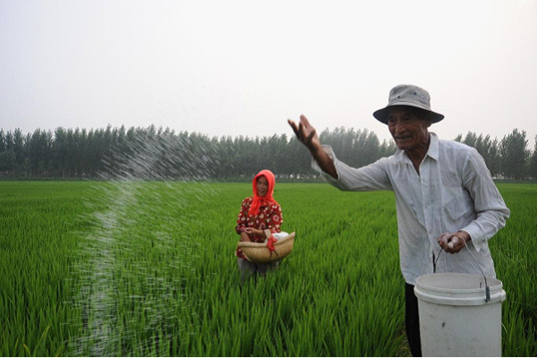 水稻营养与施肥