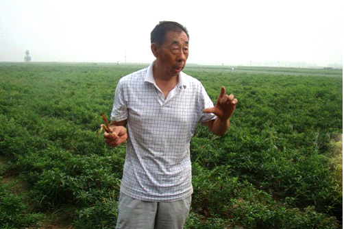 种田大户:河南省焦作市 翟先生