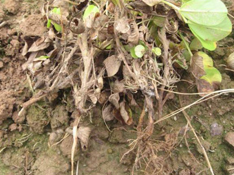 花生根腐病展示图 花生根腐病展示图