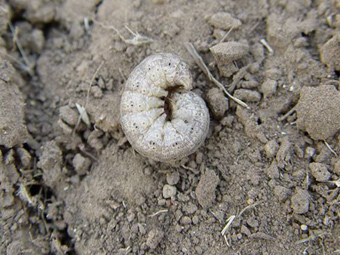 花生虫害 花生虫害