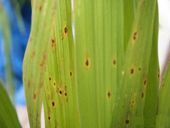 水稻胡麻叶斑病