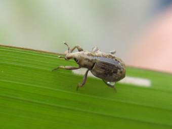 稻象甲危害图片
