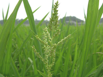 水稻稗草