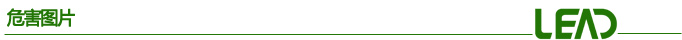 危害图片