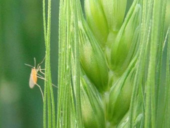 小麦吸浆虫 小麦吸浆虫