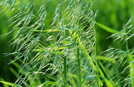 小麦田野燕麦 小麦田野燕麦