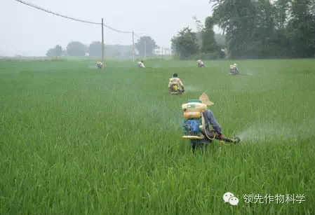 小麦农药