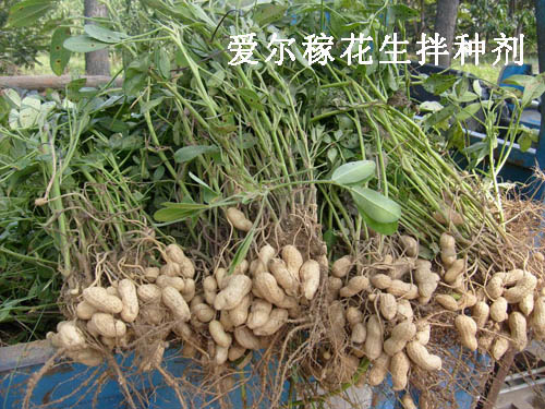 花生拌种剂