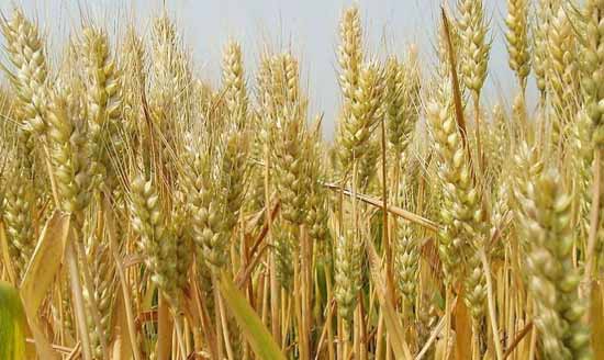 小麦高产图