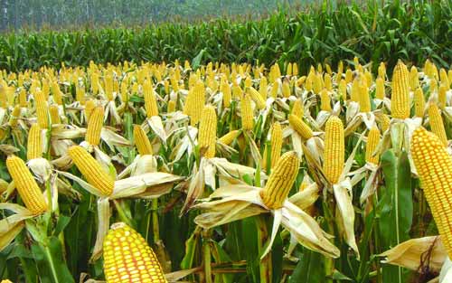 玉米田照片