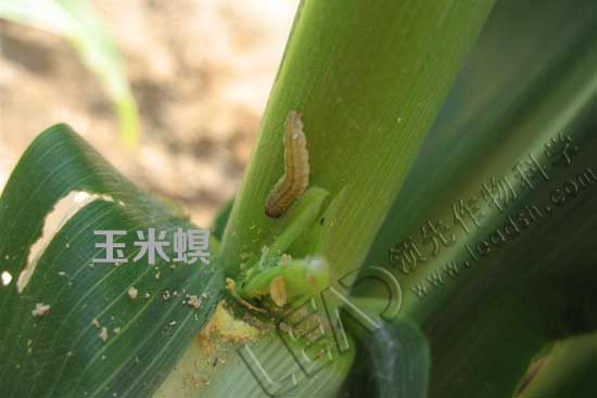 玉米螟