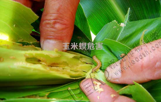 玉米螟危害图