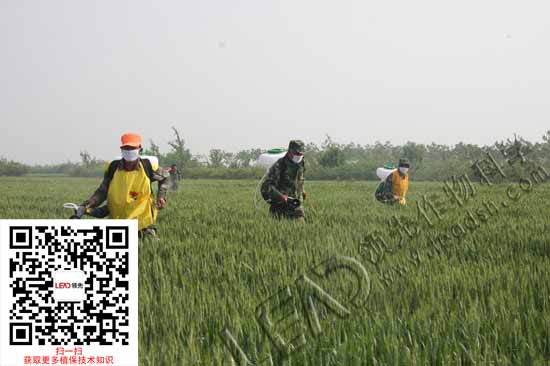 小麦吸浆虫防治