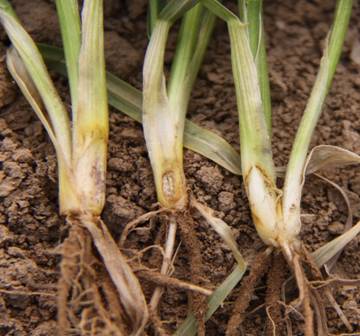 小麦纹枯病症状