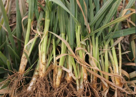 小麦纹枯病症状