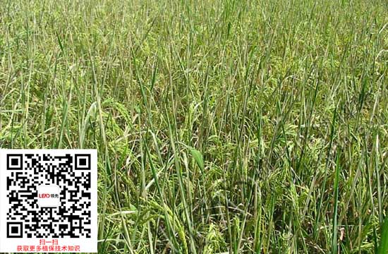 稻纵卷叶螟危害图