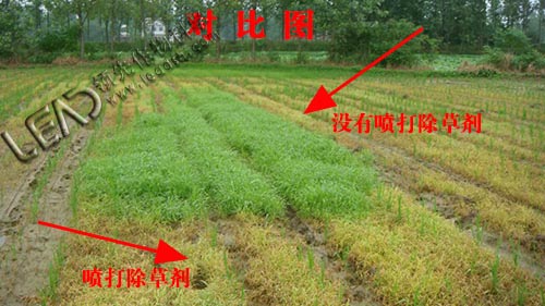 水稻除草剂使用效果图