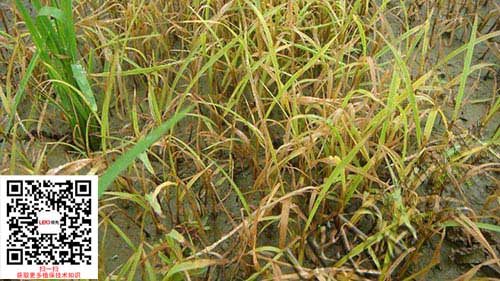 水稻除草剂效果图