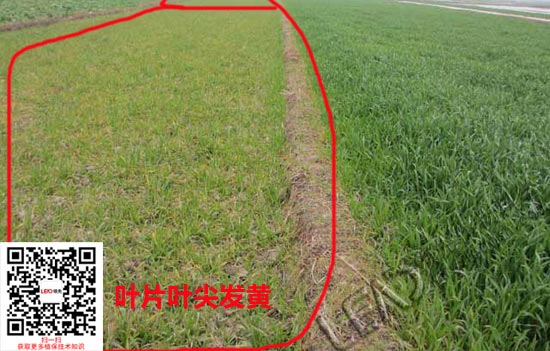 小麦叶片叶尖发黄