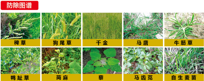 玉米除草剂防治图谱