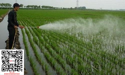 水稻除草剂施药图