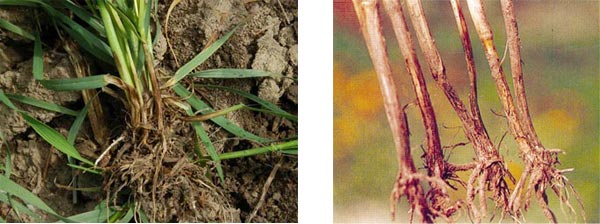小麦根腐病