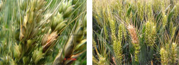 小麦赤霉病