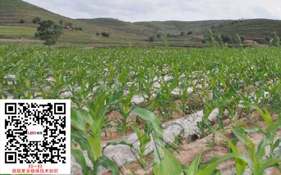 玉米病虫害防治