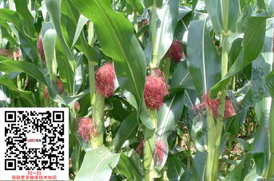 玉米病虫害防治