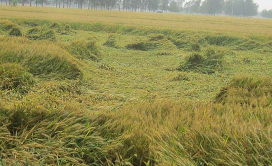 小麦倒伏图