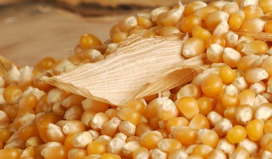 玉米种