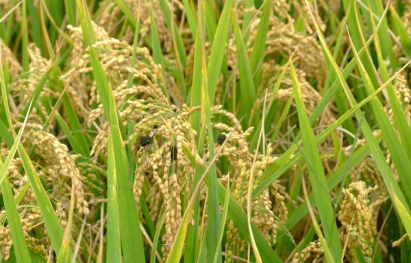 水稻插秧前打封闭除草应该注意什么?