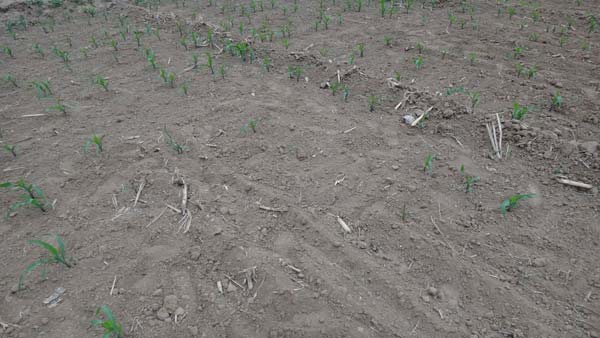 玉米出苗不齐不全
