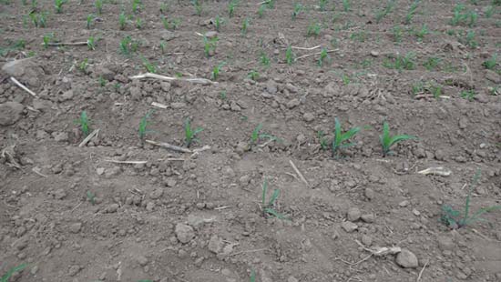 玉米出苗不齐不全
