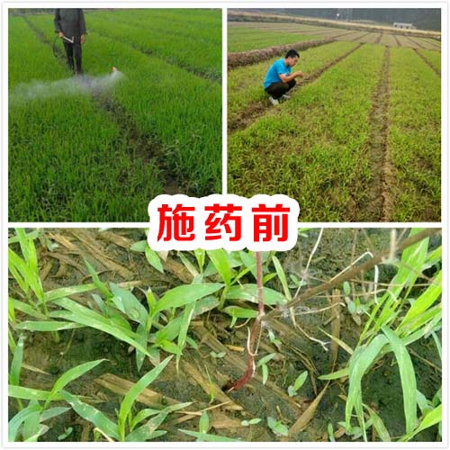 水稻田喷施水稻除草剂图