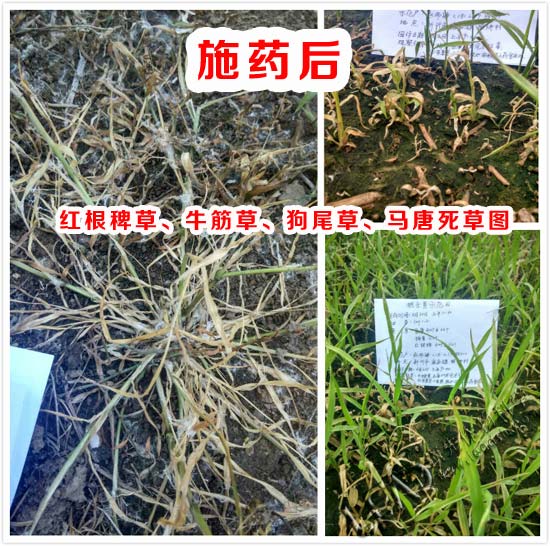 领先新型水稻除草剂施药后效果图